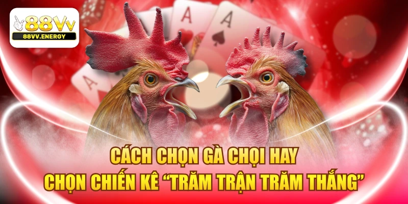 Cách Chọn Gà Chọi Hay - Chọn Chiến Kê “Trăm Trận Trăm Thắng”