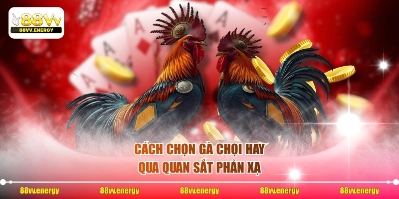 Cách chọn gà chọi hay qua quan sắt phản xạ
