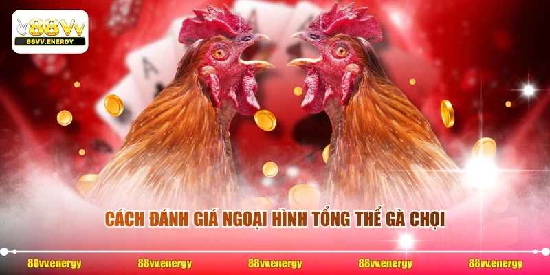 Cách đánh giá ngoại hình tổng thể gà chọi