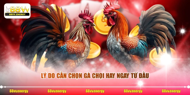 Lý do cần chọn gà chọi hay ngay từ đầu